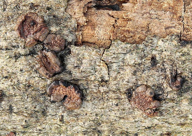 drevovček moravský Hypoxylon cercidicola (Berk. & M.A. Curtis ex Peck) Y.M. Ju & J.D. Rogers