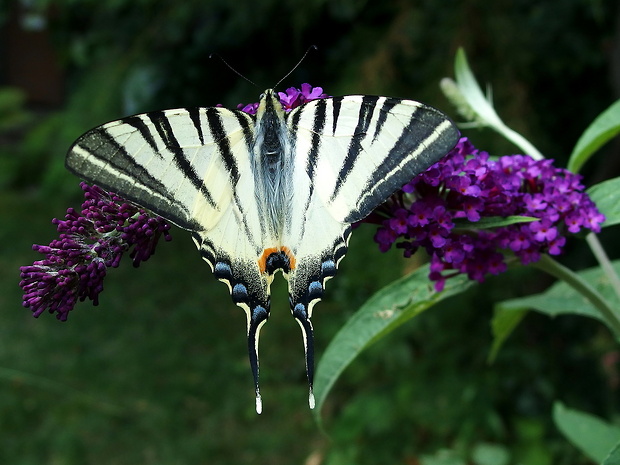 vidlochvost ovocný   Iphiclides podalirius