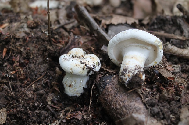 rýdzik korenistý Lactarius piperatus (L.) Pers.