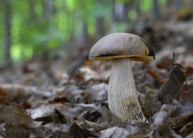 kozák hrabový Leccinum pseudoscabrum (Kallenb.) Šutara