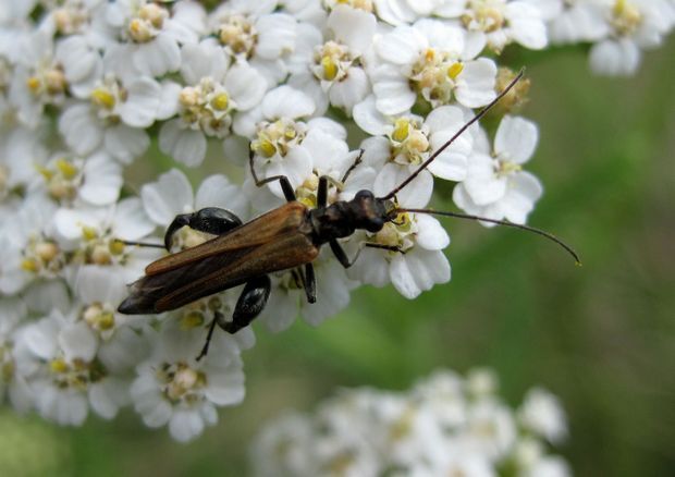 stehnáč Oedemera femorata Scopoli, 1763