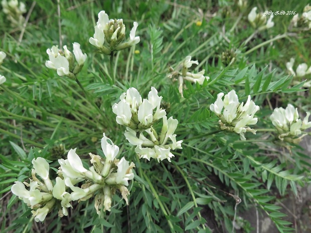 ostropysk poľný Oxytropis campestris subsp. sordida (Willd.) C. Hartm.