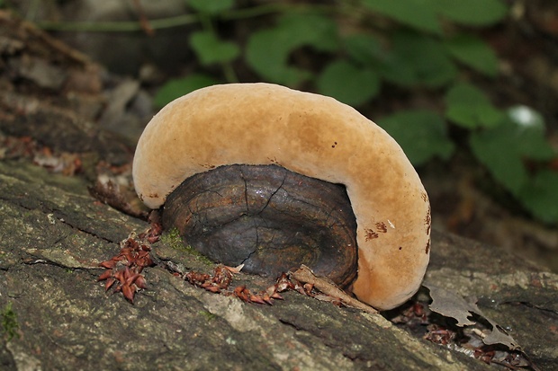 ohňovec Phellinus sp.