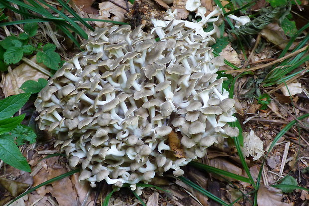 trúdnik klobúčkatý Polyporus umbellatus (Pers.) Fr.