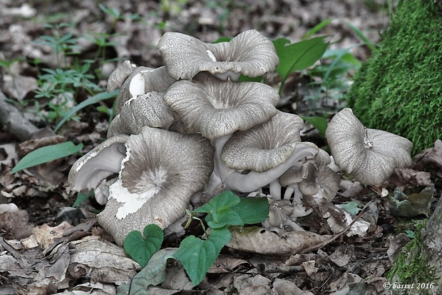 trúdnik klobúčkatý Polyporus umbellatus (Pers.) Fr.