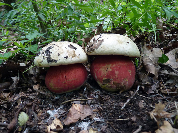 hríb satanský Rubroboletus satanas f. satanas (Lenz) Kuan Zhao & Zhu L. Yang