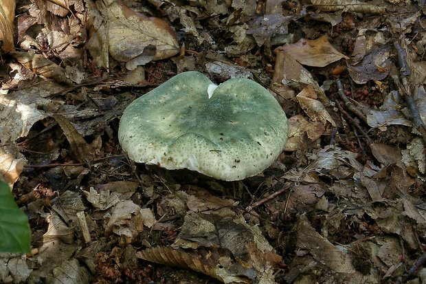 plávka zelenkastá Russula virescens (Schaeff.) Fr.