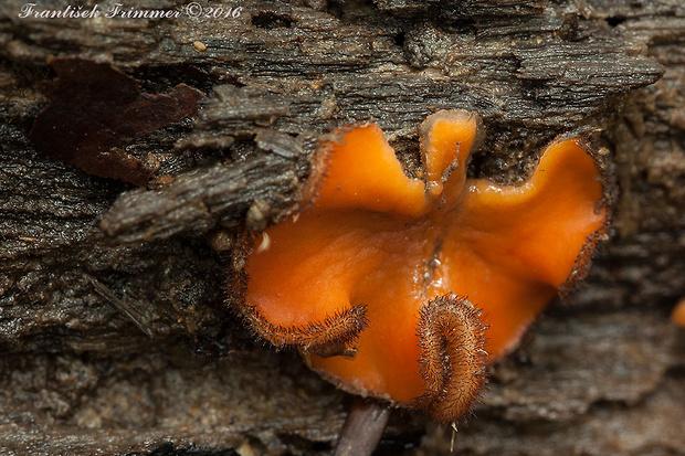 štítovnička Scutellinia sp.