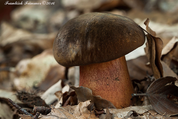 hríb zrnitohlúbikový Sutorius luridiformis (Rostk.) G. Wu & Zhu L. Yang