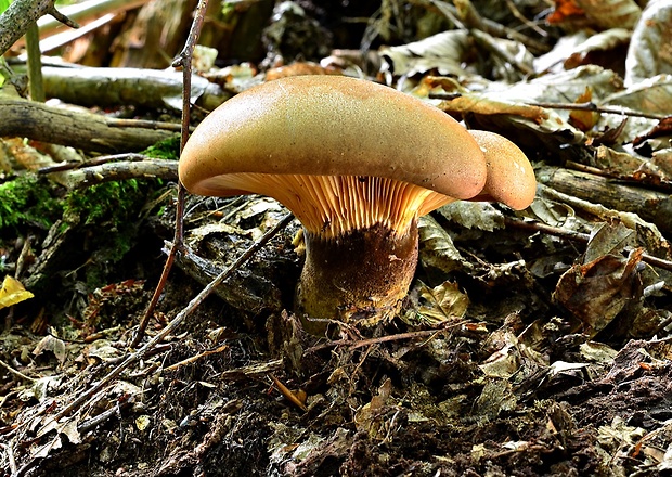 čechračka tmavohlúbiková Tapinella atrotomentosa (Batsch) Šutara