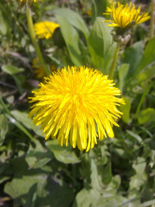 púpava lekárska Taraxacum officinale (L.) Weber ex F.H.Wigg