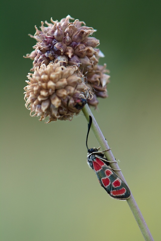 vretienka vičencova Zygaena carniolica