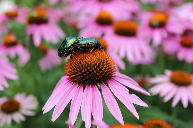 zlatoň obyčajný cetonia aurata