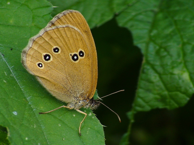 očkáň obyčajný Aphantopus hyperantus Linnaeus, 1758