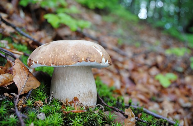 hríb dubový Boletus reticulatus Schaeff.