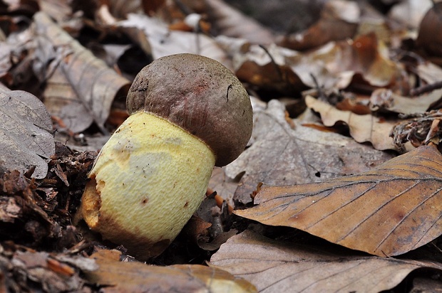 hríb príveskatý Butyriboletus appendiculatus (Schaeff. ex Fr.) Secr.