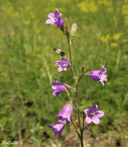 zvonček sibírsky Campanula sibirica L.