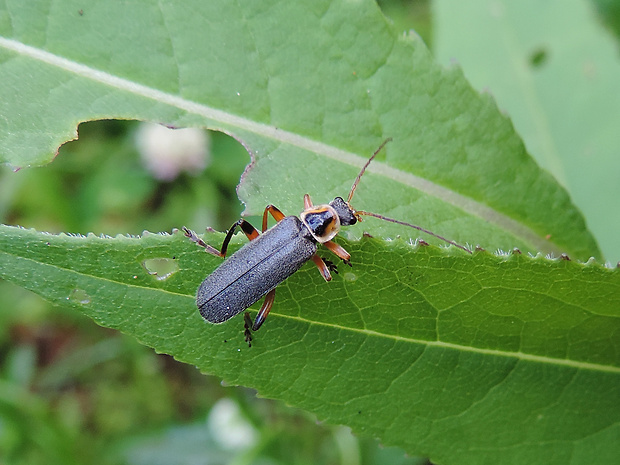 snehuľčík / páteříček černavý Cantharis nigricans O. F. Müller, 1776