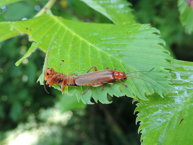 snehuľčík / páteříček červený Cantharis rufa Linnaeus, 1758