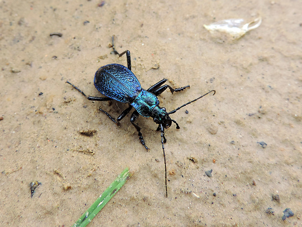 bystruška vráskavá / střevlík svraštělý Carabus (Chaetocarabus) intricatus Linnaeus, 1761