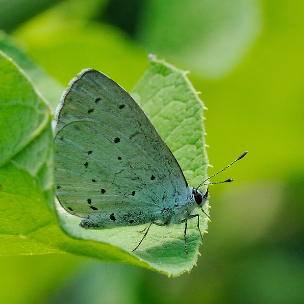 modráčik krušinový Celastrina argiolus