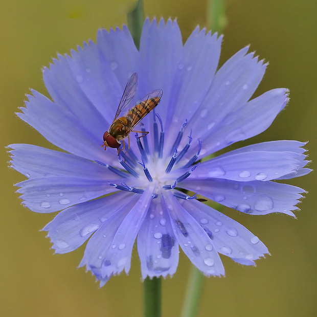 čakanka obyčajná Cichorium intybus L.