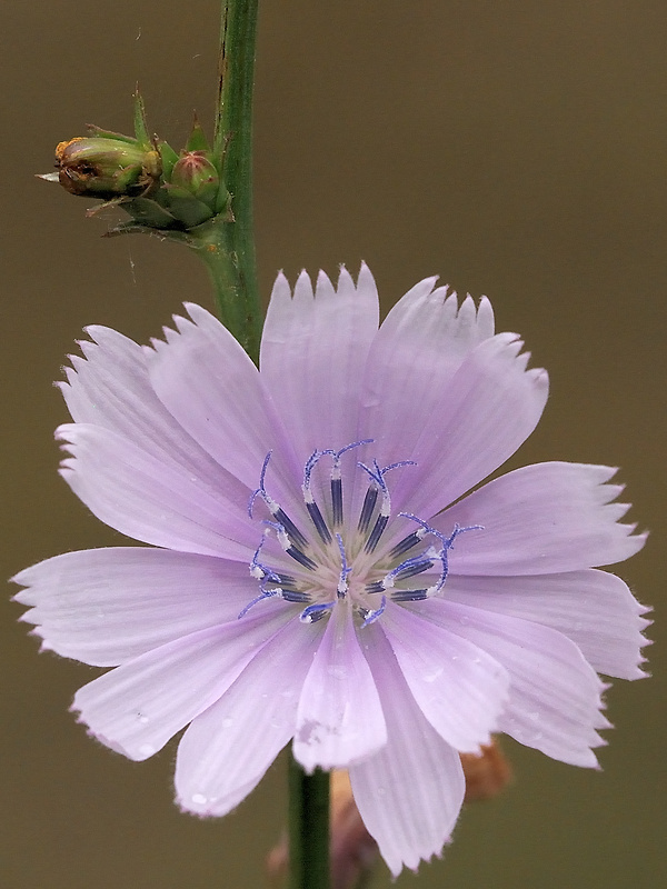 čakanka obyčajná Cichorium intybus L.