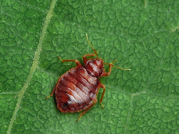 ploštica posteľná (sk) / štěnice domácí (cz) Cimex lectularius Linnaeus, 1758