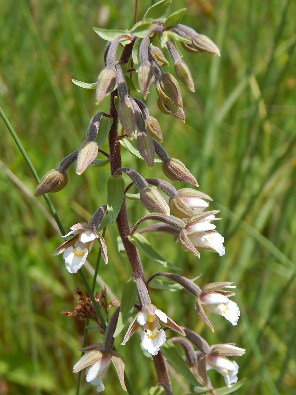 kruštík močiarny Epipactis palustris (L.) Crantz