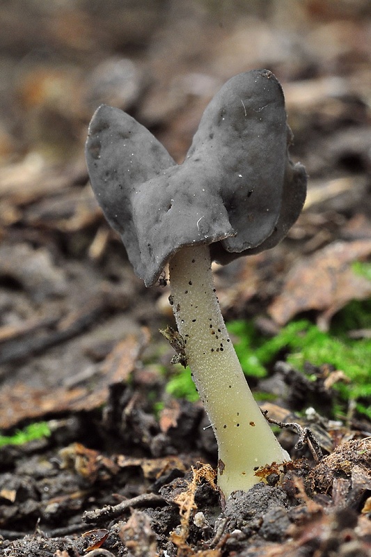 chriapač Helvella sp.