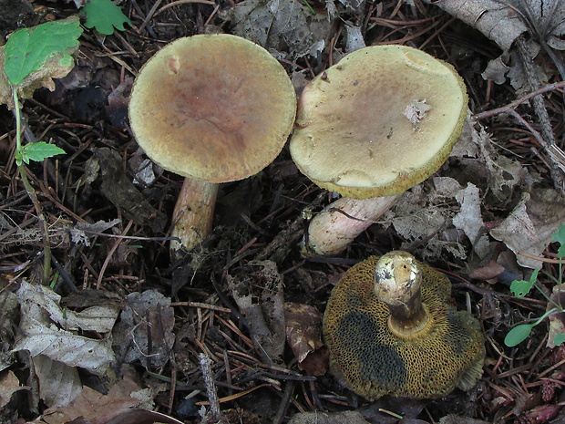 suchohríb Engelov Hortiboletus engelii (Hlaváček) Biketova & Wasser