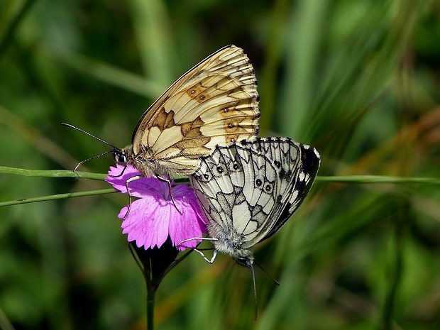 očkáň timotejkový (sk) / okáč bojínkový (cz) Melanargia galathea Linnaeus, 1758