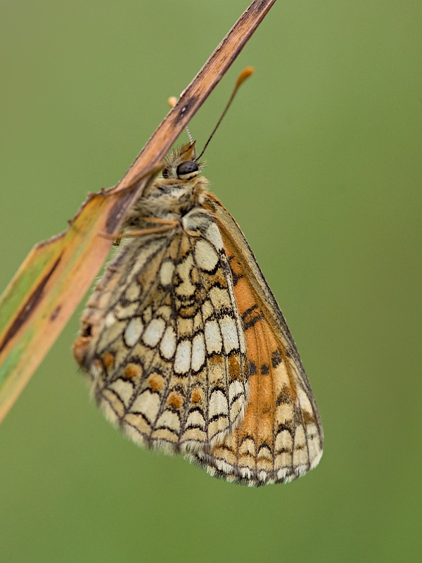 hnedáčik veronikový Melitaea aurelia