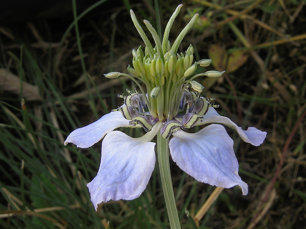 černuška roľná Nigella arvensis L.