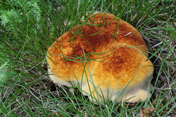 hnedák Schweinitzov Phaeolus schweinitzii (Fr.) Pat.