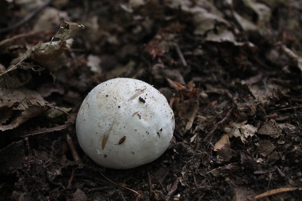 hadovka smradľavá Phallus impudicus L.