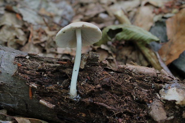 štítovka Pluteus sp.