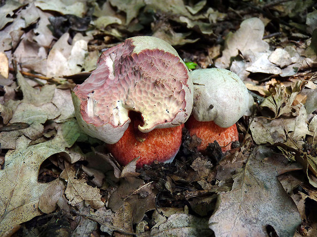 hríb Le Galovej Rubroboletus legaliae (Pilát & Dermek) Della Maggiora & Trassin.