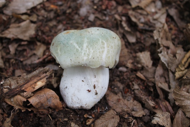 plávka zelenkastá Russula virescens (Schaeff.) Fr.