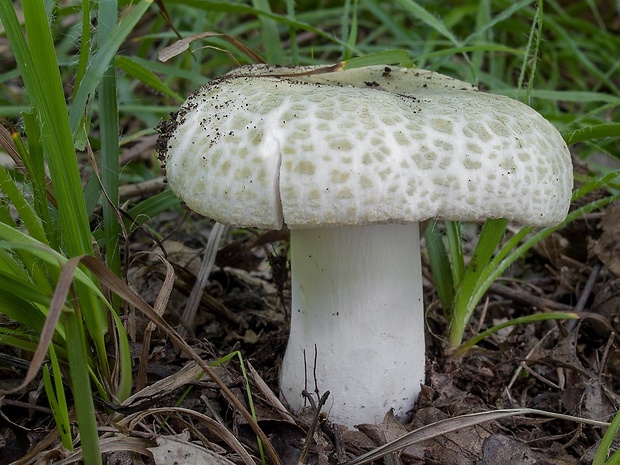 plávka zelenkastá Russula virescens (Schaeff.) Fr.