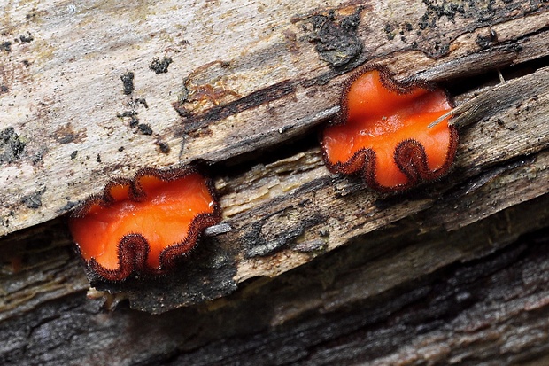 štítovnička Scutellinia sp.