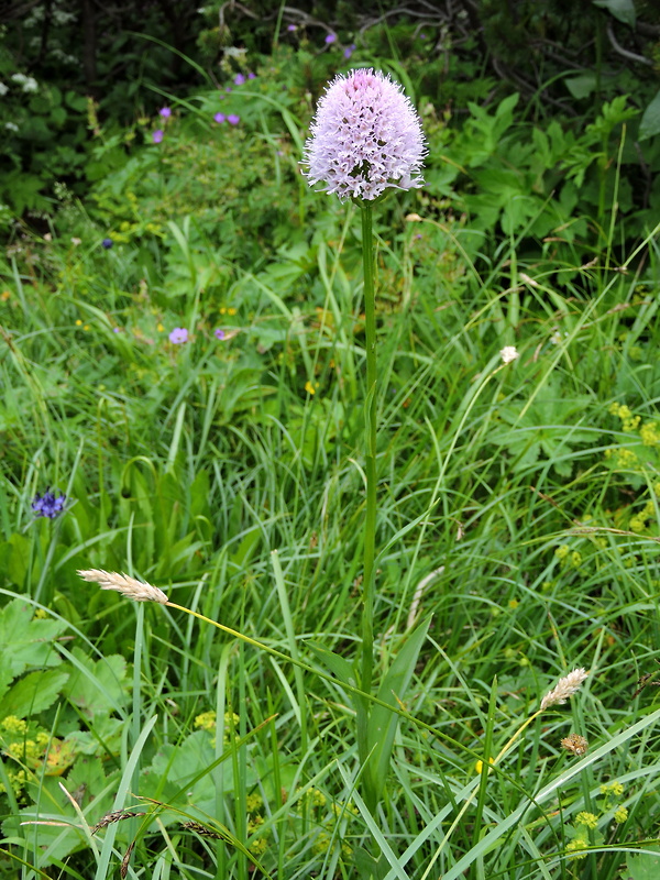 pavstavač hlavatý Traunsteinera globosa (L.) Reichenb.