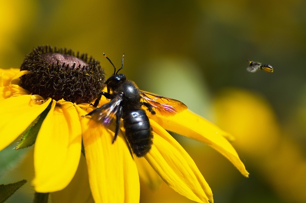 drevár fialový  Xylocopa violacea