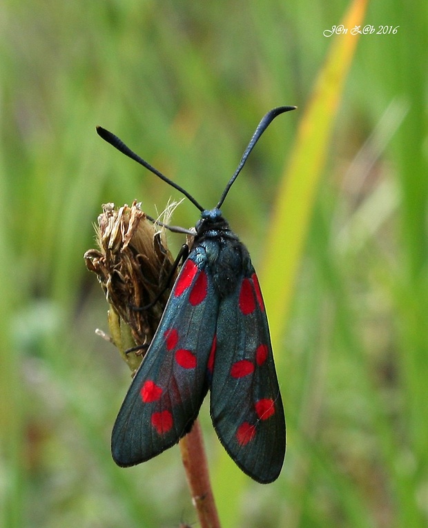 vretienka ľadencová Zygaena angelicae