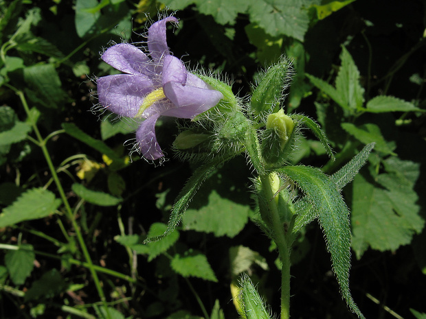 zvonček pŕhľavolistý Campanula trachelium L.