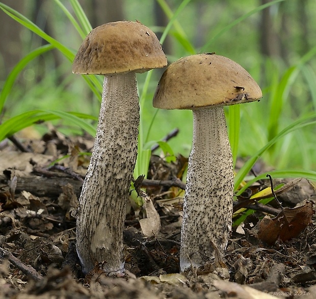 kozák hrabový Leccinum pseudoscabrum (Kallenb.) Šutara