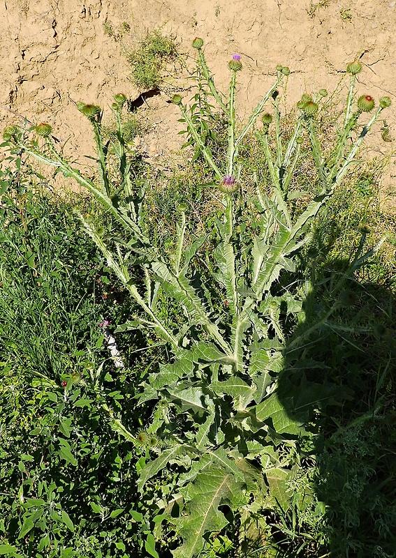 ostropes obyčajný Onopordum acanthium L.