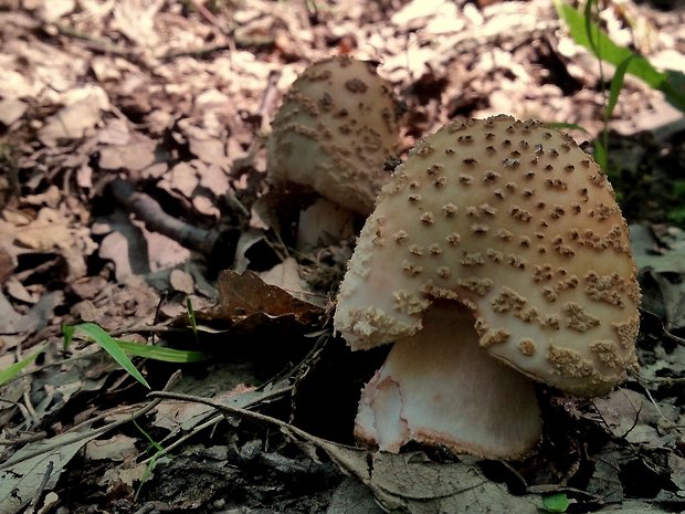 muchotrávka červenkastá Amanita rubescens Pers.