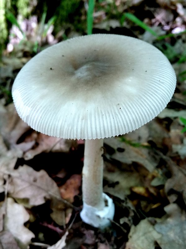 muchotrávka pošvatá Amanita vaginata (Bull.) Lam.