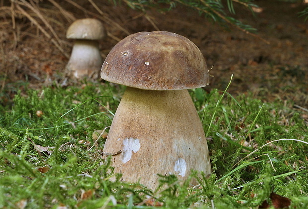 hríb dubový Boletus reticulatus Schaeff.